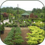 shrubs available for sale at bradford yard living + landscaping